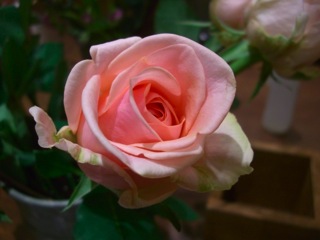 rose01.jpg