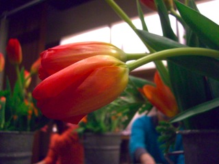 tulip02.jpg