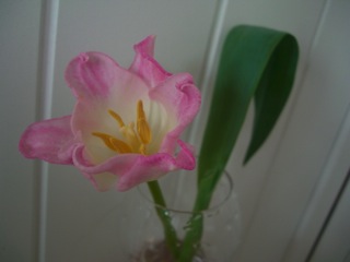 tulip03.jpg